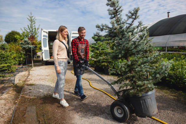 Trusted Banning, CA Tree Removal Experts